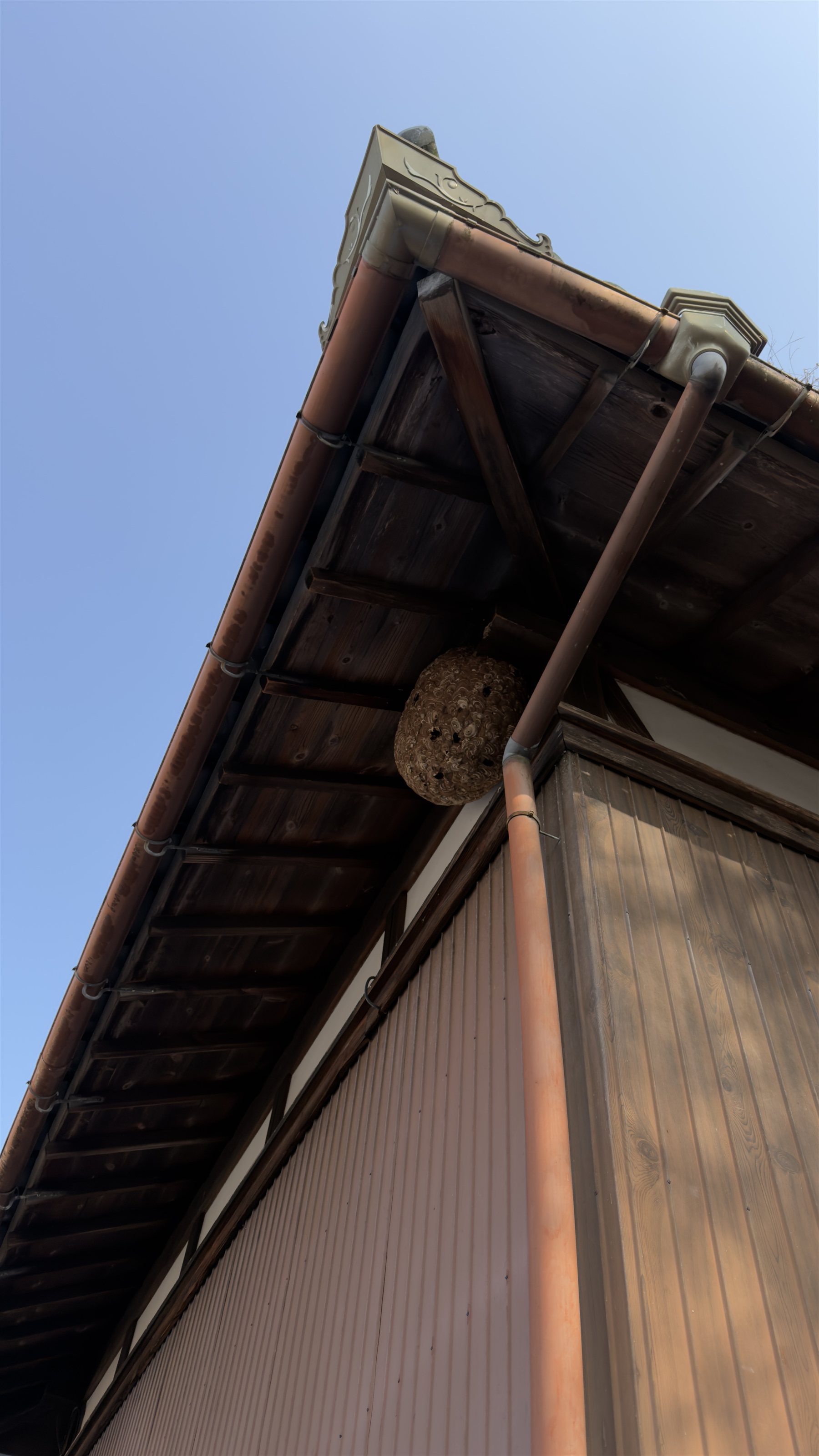 甲賀市大原市場 2階軒下 高所の蜂の巣 全景（キイロスズメバチ）｜ジェイ・ワークス