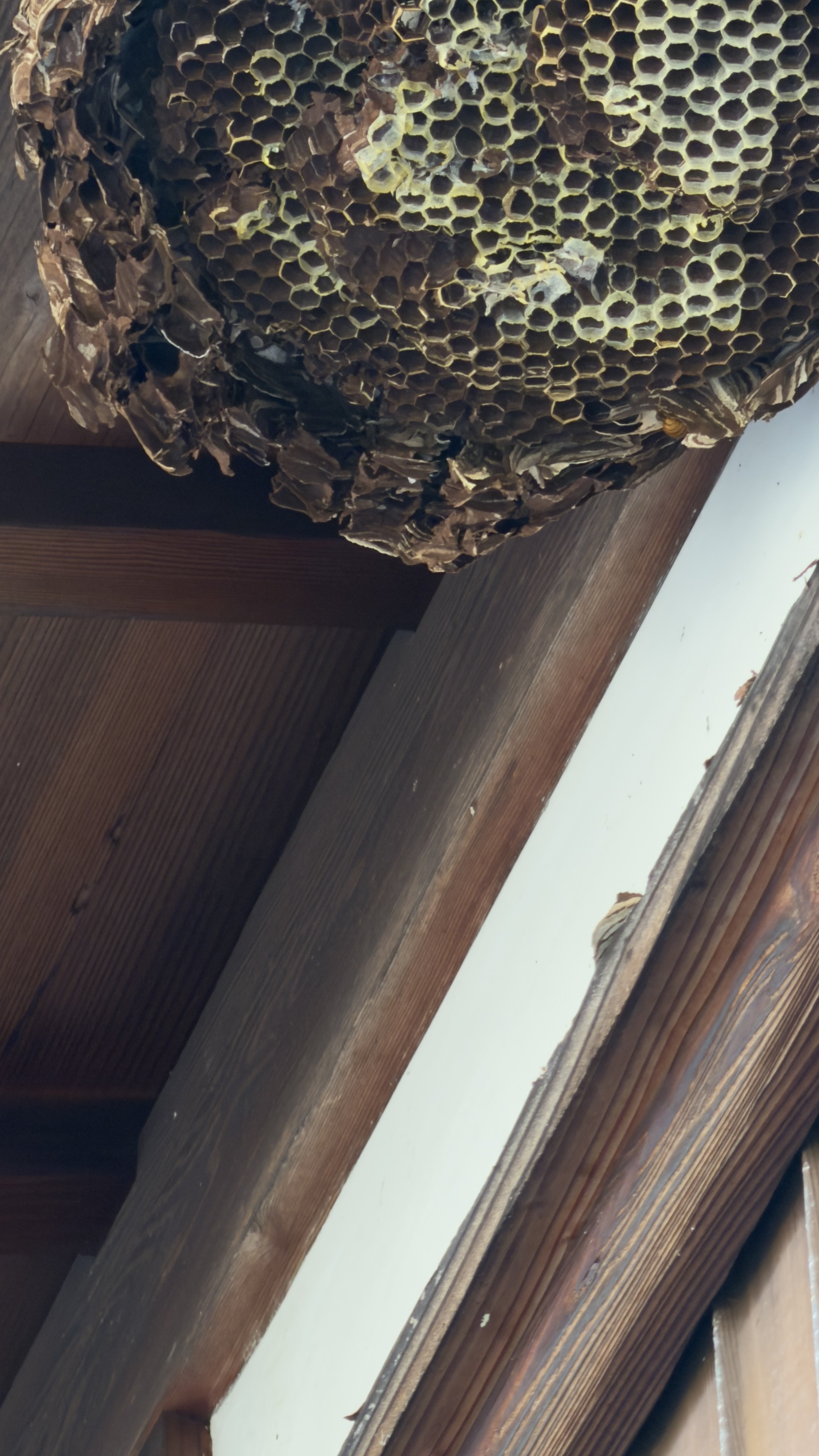 キイロスズメバチの巣 下半分撤去 巣盤が見える状態｜甲賀市｜ジェイ・ワークス